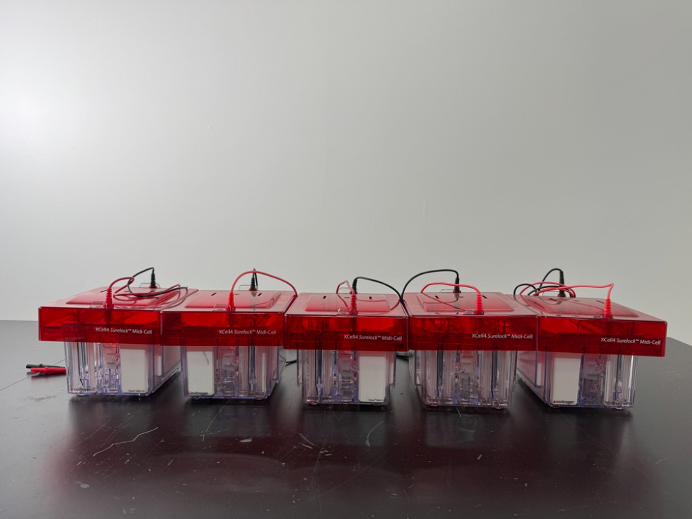 Image of Invitrogen XCell4 Surelock Midi-Cells - Quantity 4